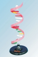 Mô hình cấu trúc không gian phân tử ADN